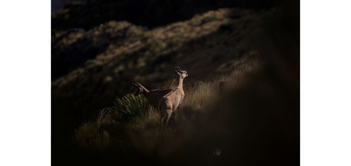 A threat. Photo: Eoin Queen Mountain goats