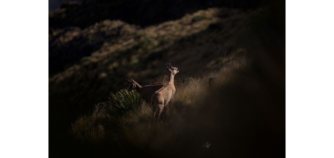 Mountain goats