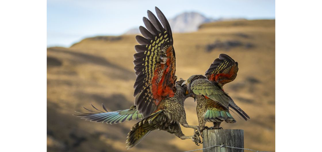 Sibling Rivalry. The photo was taken on West Wanaka Station at sunrise. By Geoff Marks Two kea playing