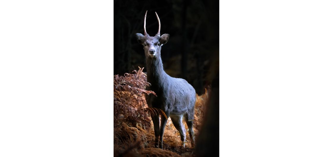 Japanese Sika by Logan Olausen Deer in habitat