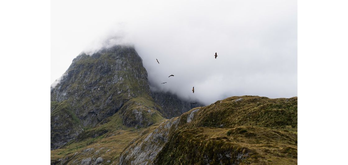 Kea dashing about at MacKinnon Pass, Milford Sound Photo: Matthew Chan Kea flying over mountain pass