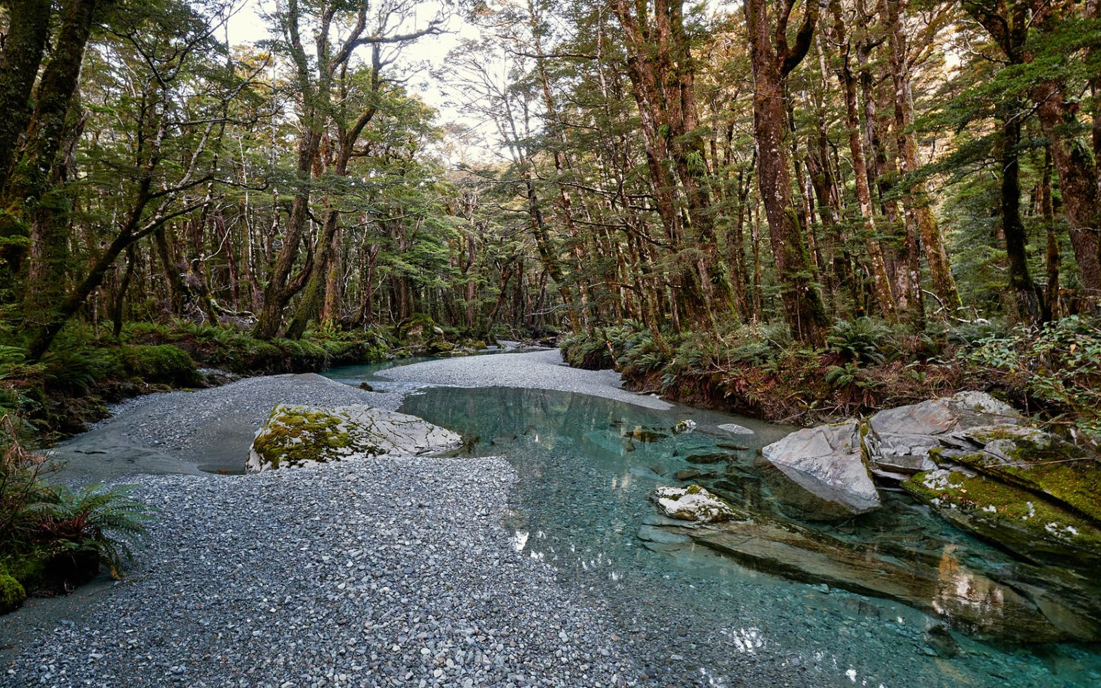 Nice bit of nature with trees and pools
