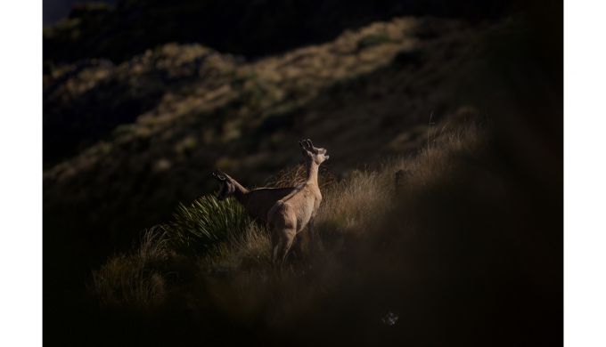 Mountain goats