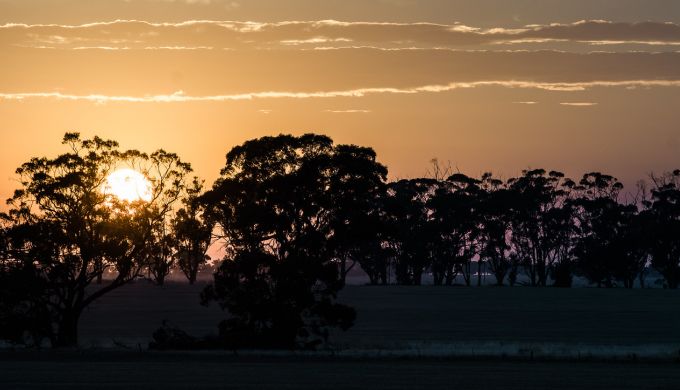 Sunrise behind Eucalyptus trees
