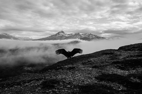 bird with mountains behind