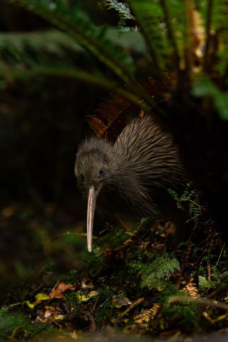 kiwi bird in bush