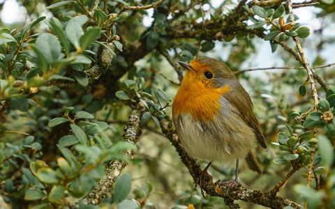 robin in tree