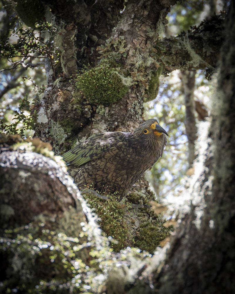 Kea in tree