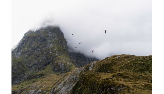 Kea flying over mountain pass